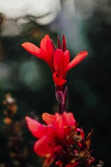 Vibrant Red Flowers Close-Up