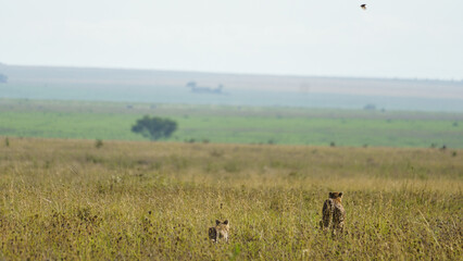 Experience a Serene Wildlife Encounter amidst the vibrant beauty of the African Savanna