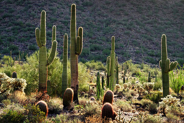 Saguaro Cactus Towering Above the Desert Floor Hot Summer Evening or Morning Sunset or Sunrise in...