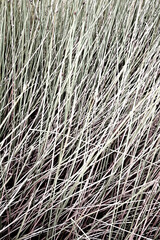 Real photo dry natural brown grass field jungle boho neutral textured aesthetic summer background