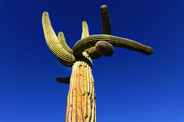 Saguaro Cactus Towering Above the Desert Floor Hot Summer Evening or Morning Sunset or Sunrise in...