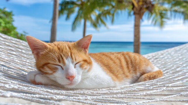 Cute cat napping comfortably in a hammock on a sunny tropical beach surrounded by palm trees and white sand in a close-up shot
