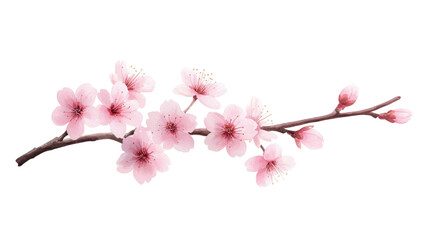 Naklejka premium Beautiful cherry blossom branch with pink flowers