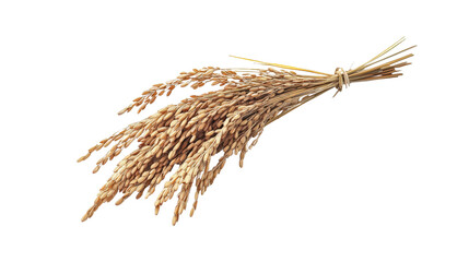 Harvested rice plant drying background isolated on a Transparent background, PNG file.