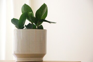 plant in flowerpot