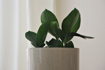 plant in a flowerpot