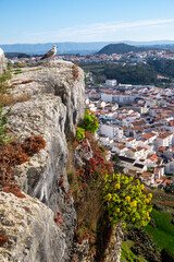 Seagull overlooking the beach and town of Nazare, Portugal