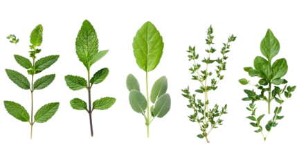 Herb leaf collage in natural layout background isolated on a Transparent background, PNG file.