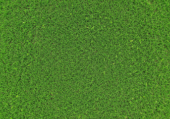 green grass texture background