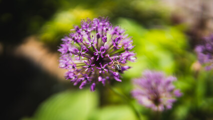 Bee Approaching Pink Purple Clover Flower