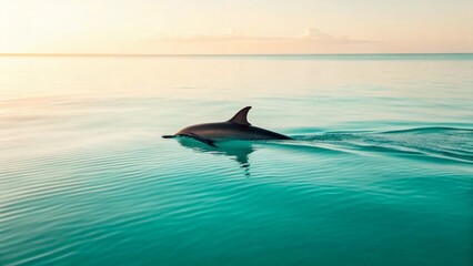 Fototapeta premium Stunning shot of a dolphin swimming just beneath the surface of crystal-clear ocean water, with the warm hues of a setting sun illuminating the horizon. Perfect for themes of freedom