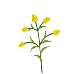 lustration of yellow tulips,yellow flowering bush