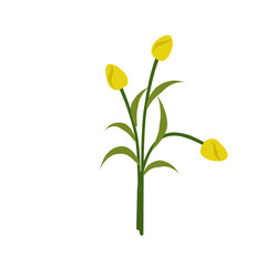Illustration of yellow tulips,yellow flowering bush