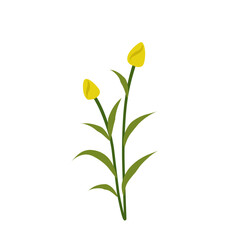 lustration of yellow tulips,yellow flowering bush