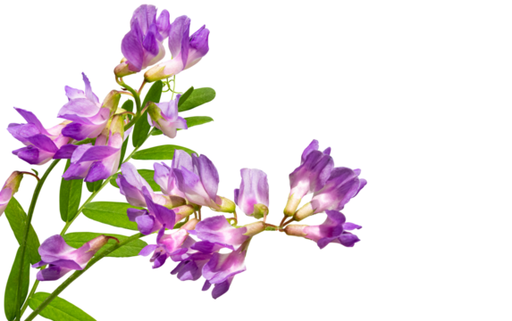 Purple wildflower mouse pea (Vicia cracca) isolated on transparent background.