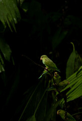 Parrett in Amazon forest