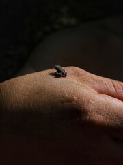 little frog on a hand
