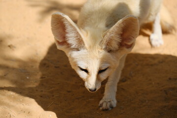 Fennec Fox in Desert Habitat