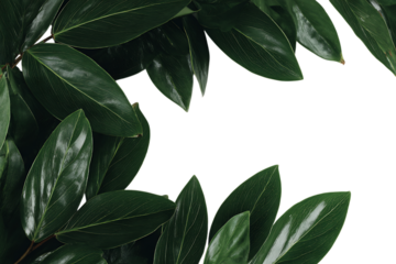 Dark green leaves frame a black background.  Perfect for text overlay.