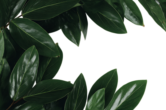 Dark green leaves frame a black background. Perfect for text overlay.