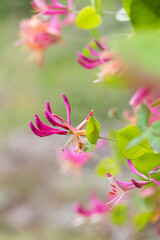 Beautiful lonicera growing in garden