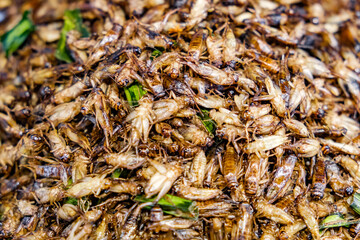 fried insect crickets, street food, close-up, selective focus