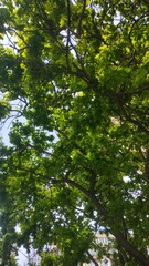 Fototapeta premium green leaves in the forest