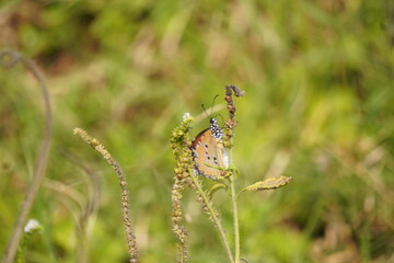 Colorful butterfly with delicate wings symbolizes transformation and beauty, fluttering gracefully among flowers in gardens, fields, and natural landscapes