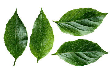 Fototapeta premium Four lush green leaves isolated on black background