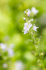 Beautiful veronica officinalis growing in garden