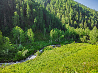 Meadow with stream forest background.