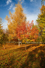 autumn in the city park
