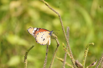 Colorful butterfly with delicate wings symbolizes transformation and beauty, fluttering gracefully among flowers in gardens, fields, and natural landscapes