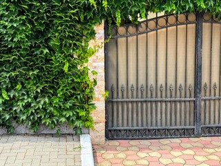 Beautiful forged gates overgrown with green ivy. Street view.
