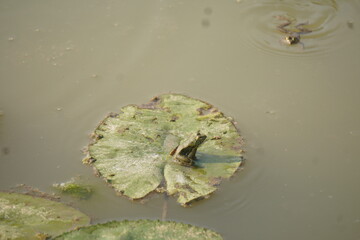 Frog sitting peacefully on a lotus leaf in a calm pond, symbolizing balance, nature’s beauty, and...