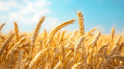 Fototapeta premium A wheat field with golden ears of wheat under a clear blue sky.