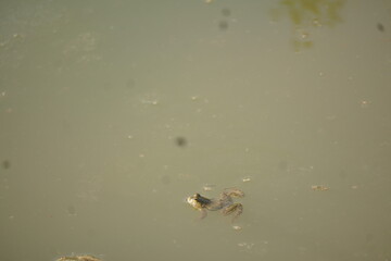 Frog sitting peacefully on a lotus leaf in a calm pond, symbolizing balance, nature’s beauty, and tranquil harmony
