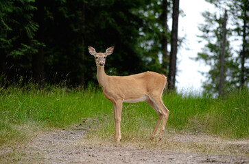 Graceful Wild Deer Standing Alert in Forest Clearing, A beautiful wild deer stands poised on a quiet forest path, blending seamlessly with its natural surroundings. Captured in perfect light, this ima