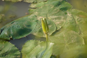 Elegant water lily or lotus flower symbolizes purity and beauty, blooming gracefully in calm waters...