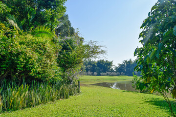 Tropical Garden with Pond and Greenery under Clear Blue Sky