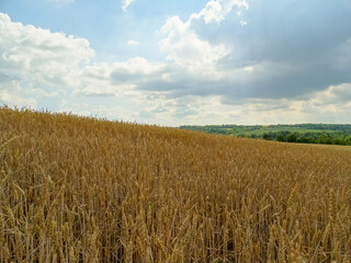 Golden wheat field and beautiful sky