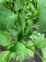 pepper plant in garden
