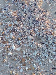  beach full of shells