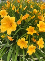 A flower bed of yellow lilies in the garden