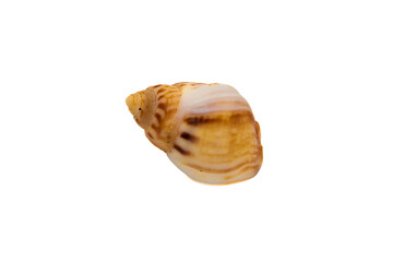 Close up of Nassarius mutabilis shell