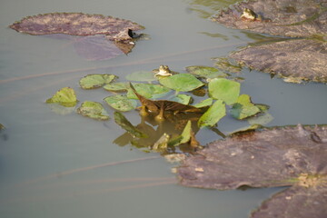Frog sitting peacefully on a lotus leaf in a calm pond, symbolizing balance, nature’s beauty, and tranquil harmony