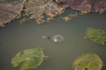 Frog sitting peacefully on a lotus leaf in a calm pond, symbolizing balance, nature&rsquo;s beauty, and tranquil harmony