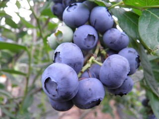 A close-up of a bunch of ripe blueberries on a branch.