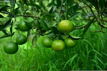 A close-up of fresh green limes or unripe oranges on a tree branch.