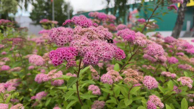 A bee collects nectar from the flowers of the Japanese spirea (Spiraea japonica 'Dart's Red') in a summer garden